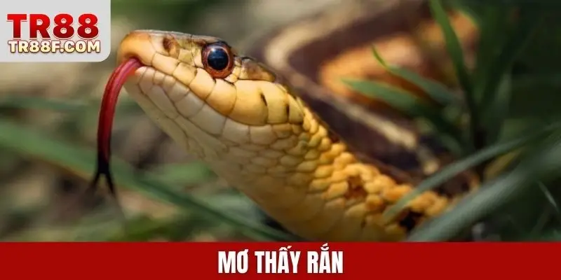Mơ thấy rắn